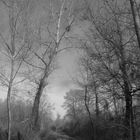 Forest road in black and white