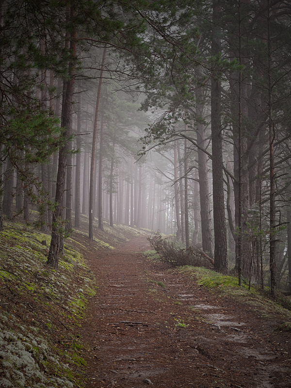 forest route