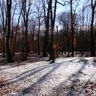 Forest & Shadow