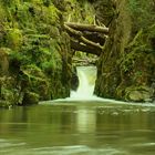 Forest small lake