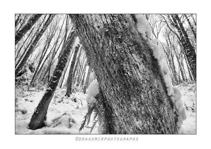 Forest Snow 9