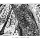 Forest Snow 9