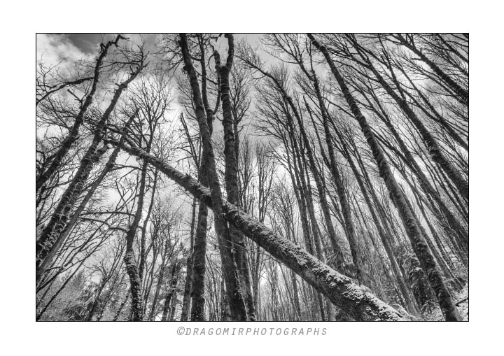 Forest Snow 