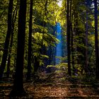 forest sunlight-2