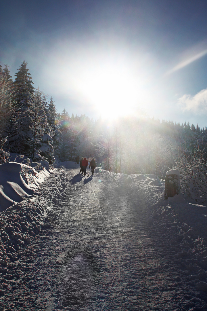 forest track