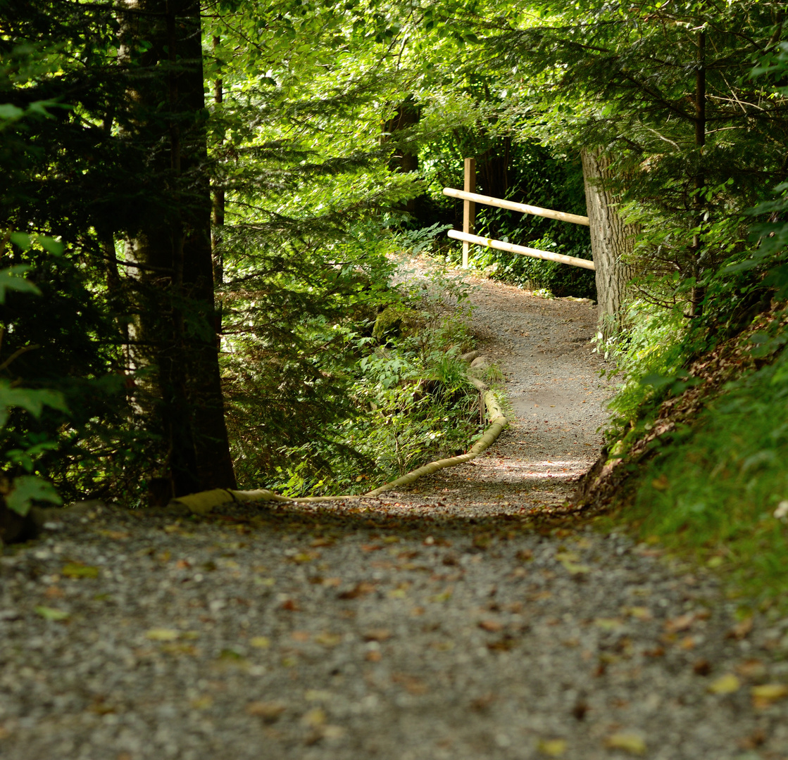 Forest Track Foto & Bild | landschaft, wege und pfade, natur Bilder auf