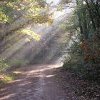 Forest trail, early morning