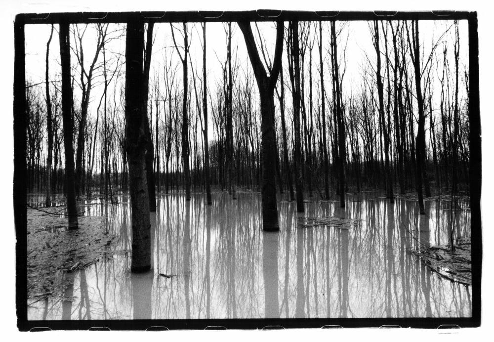 Forest under Water