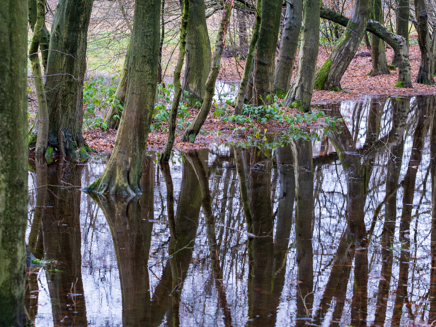 Forest Water Reflections