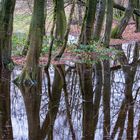 Forest Water Reflections