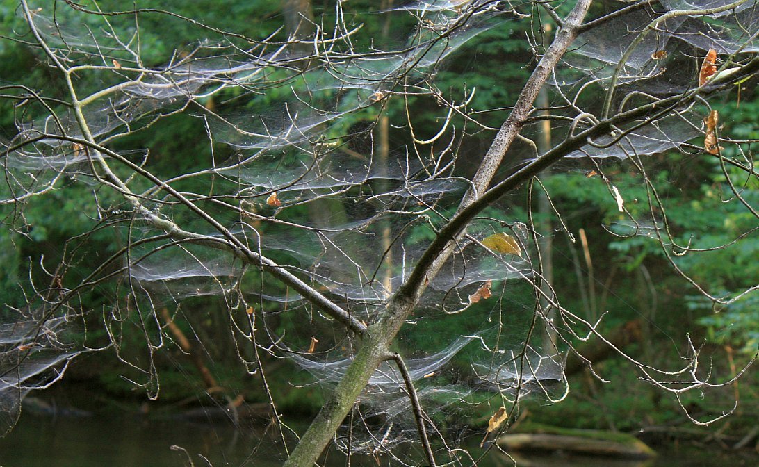 Forest web