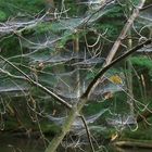 Forest web