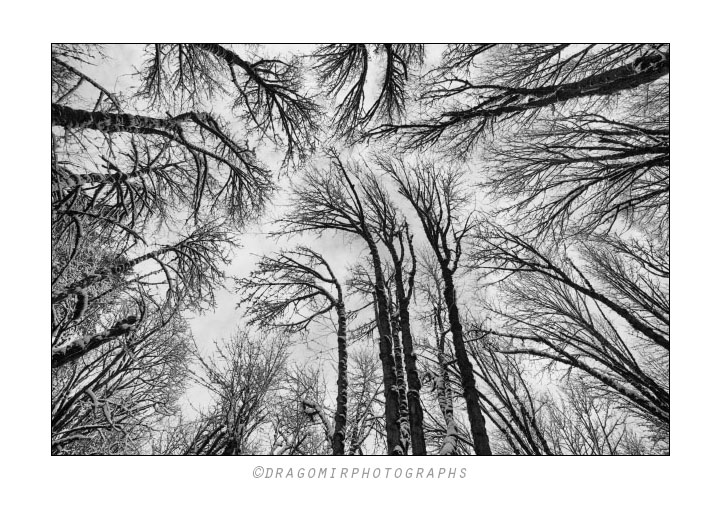 Forest Winter Sky 3