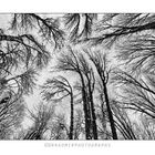 Forest Winter Sky 3