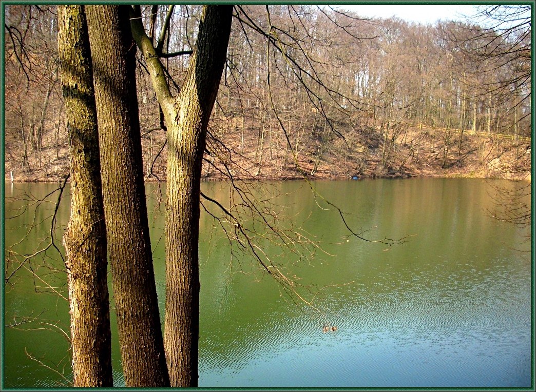 Forest with Emerald lake in early spring