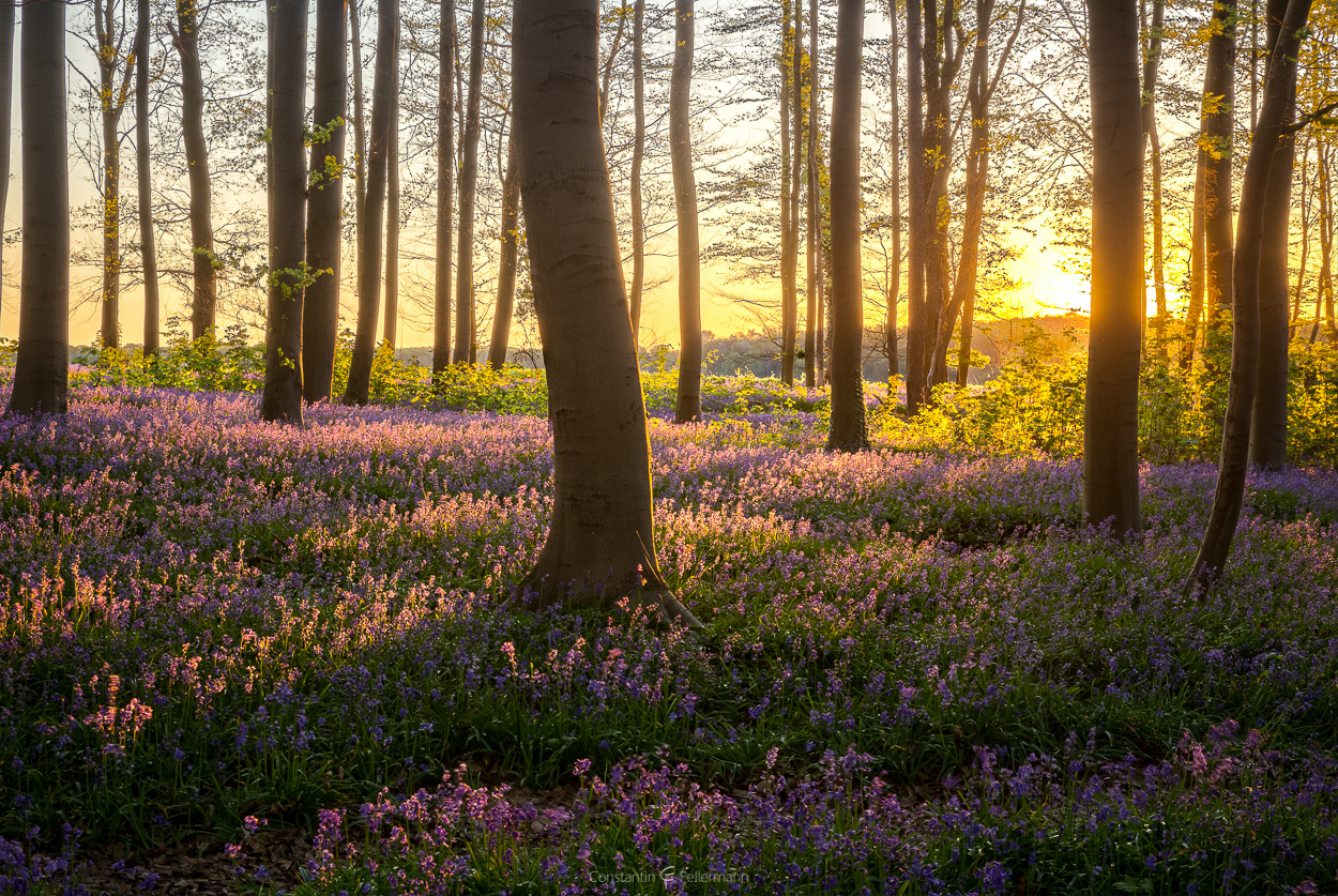 Forest Wonder