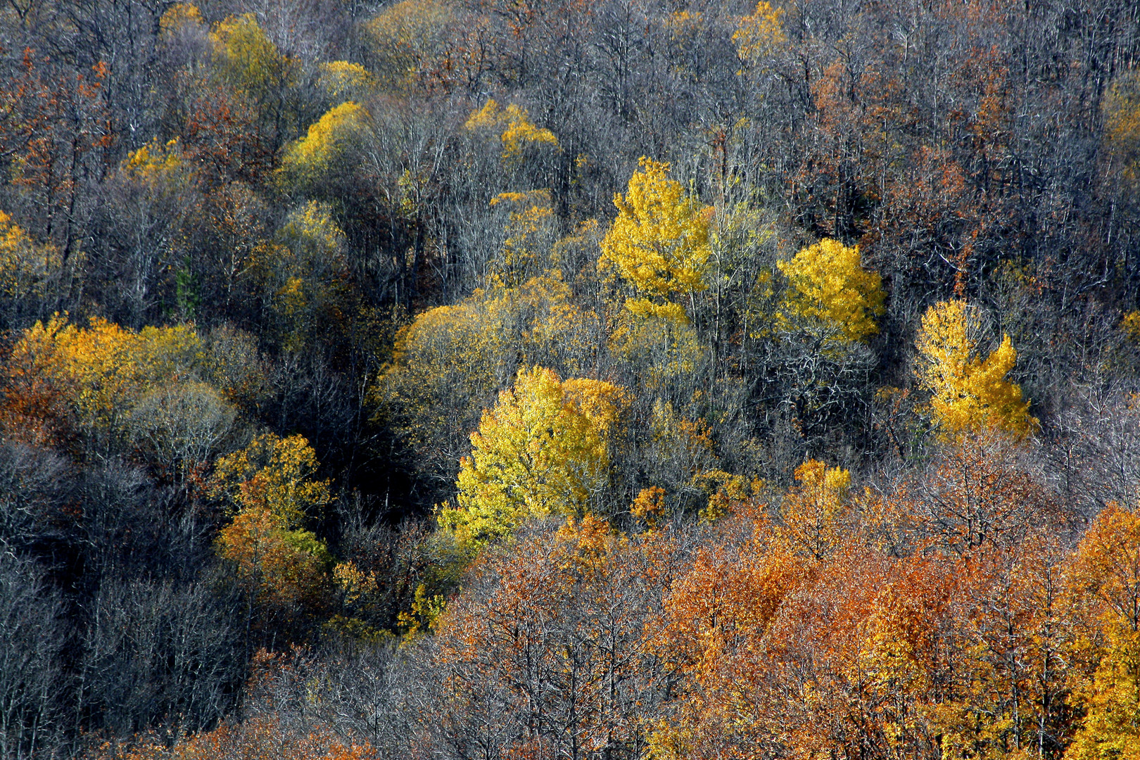 Foresta autunnale