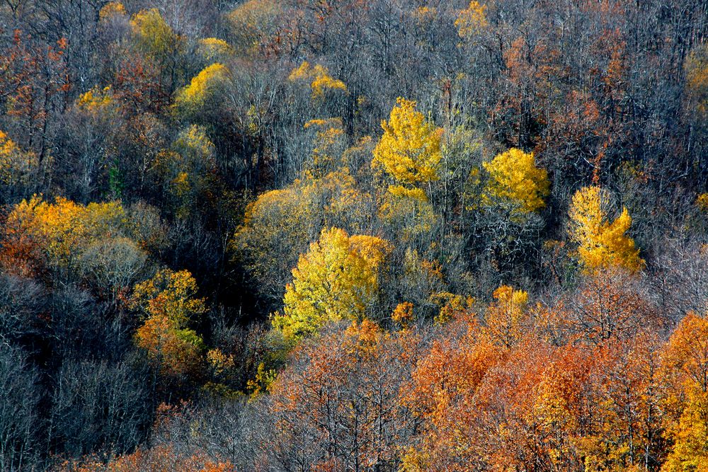 Foresta autunnale