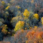 Foresta autunnale