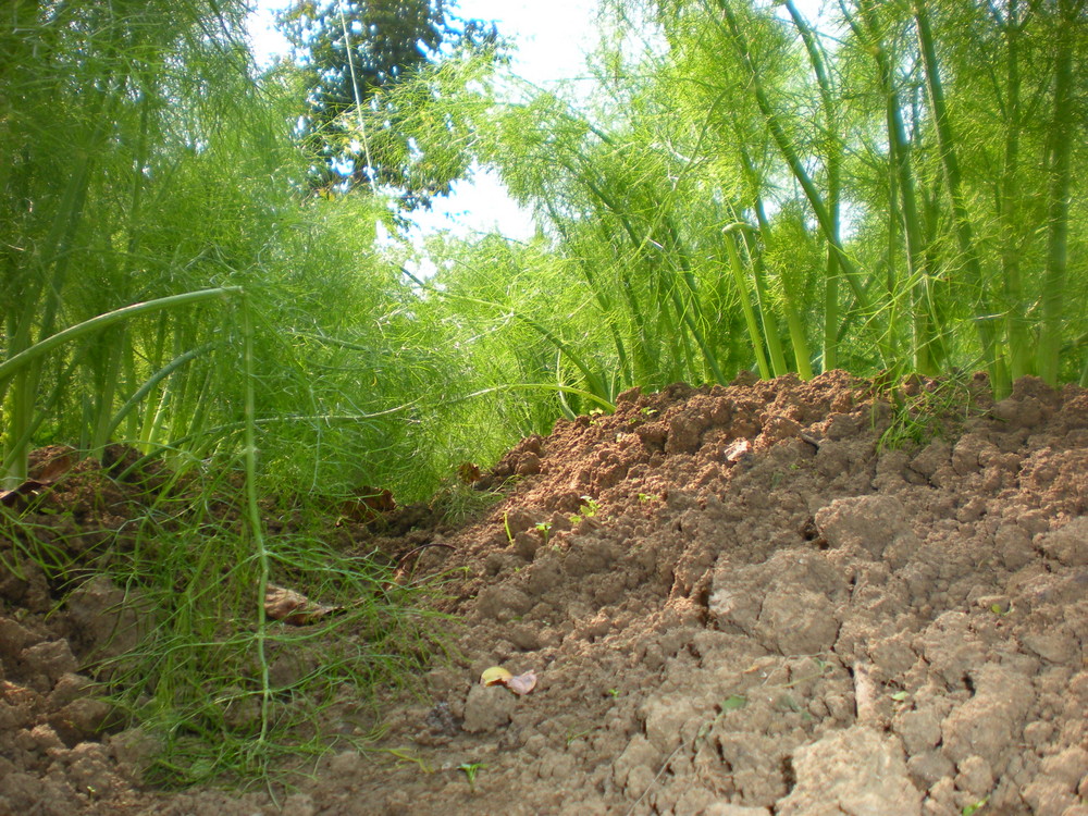 foresta di finocchi