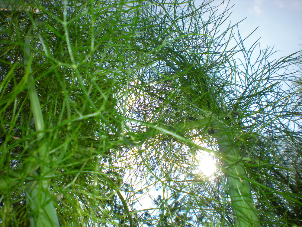 foresta di finocchi alberi finocchiosi