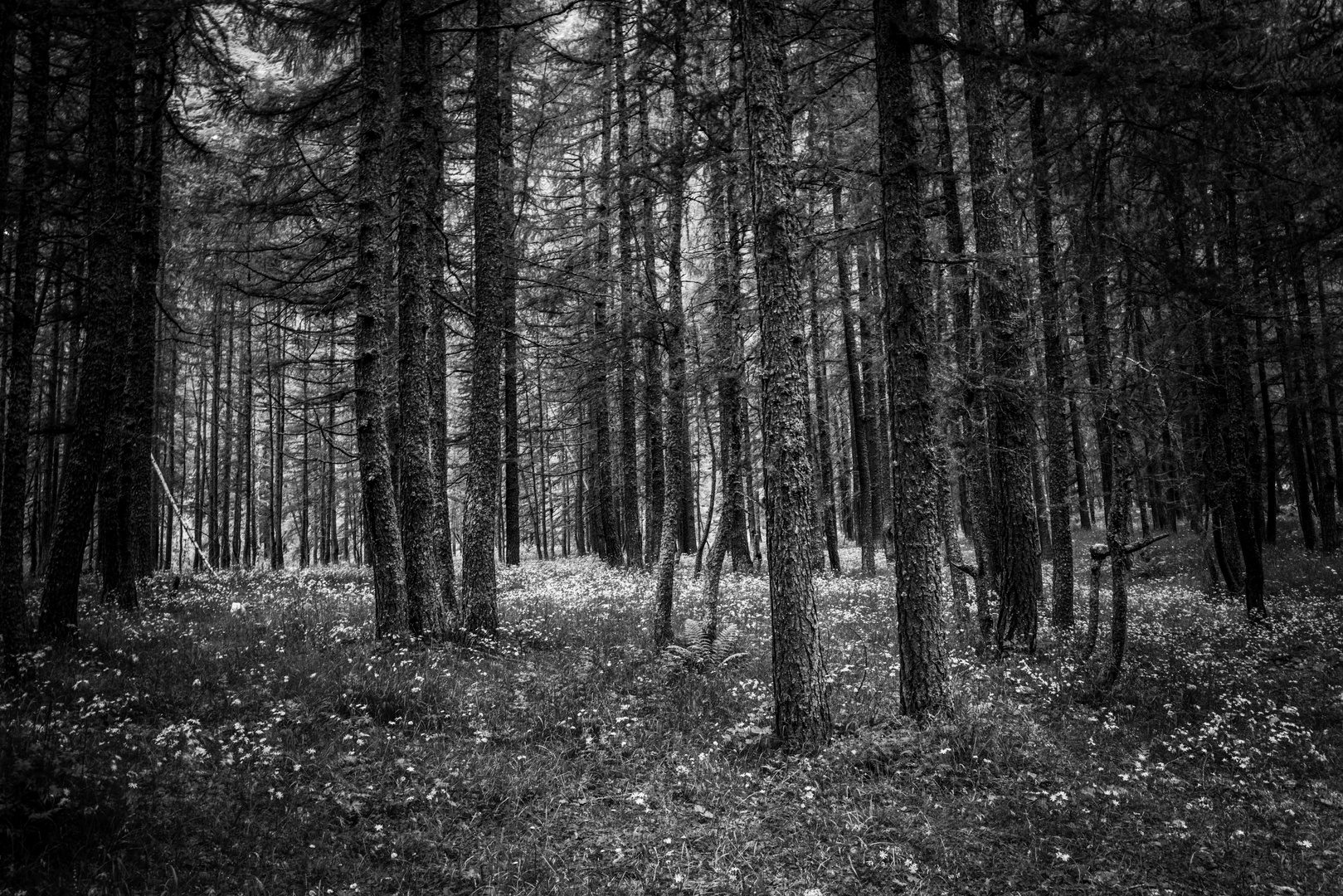 Foresta di larici