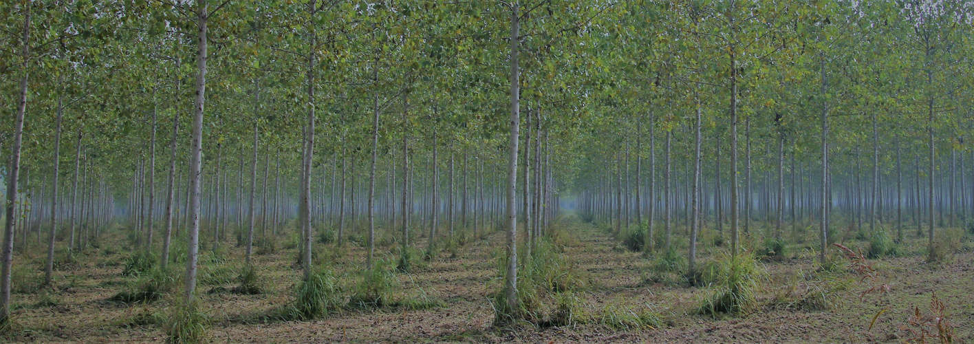 Foresta di pioppi (Populus)