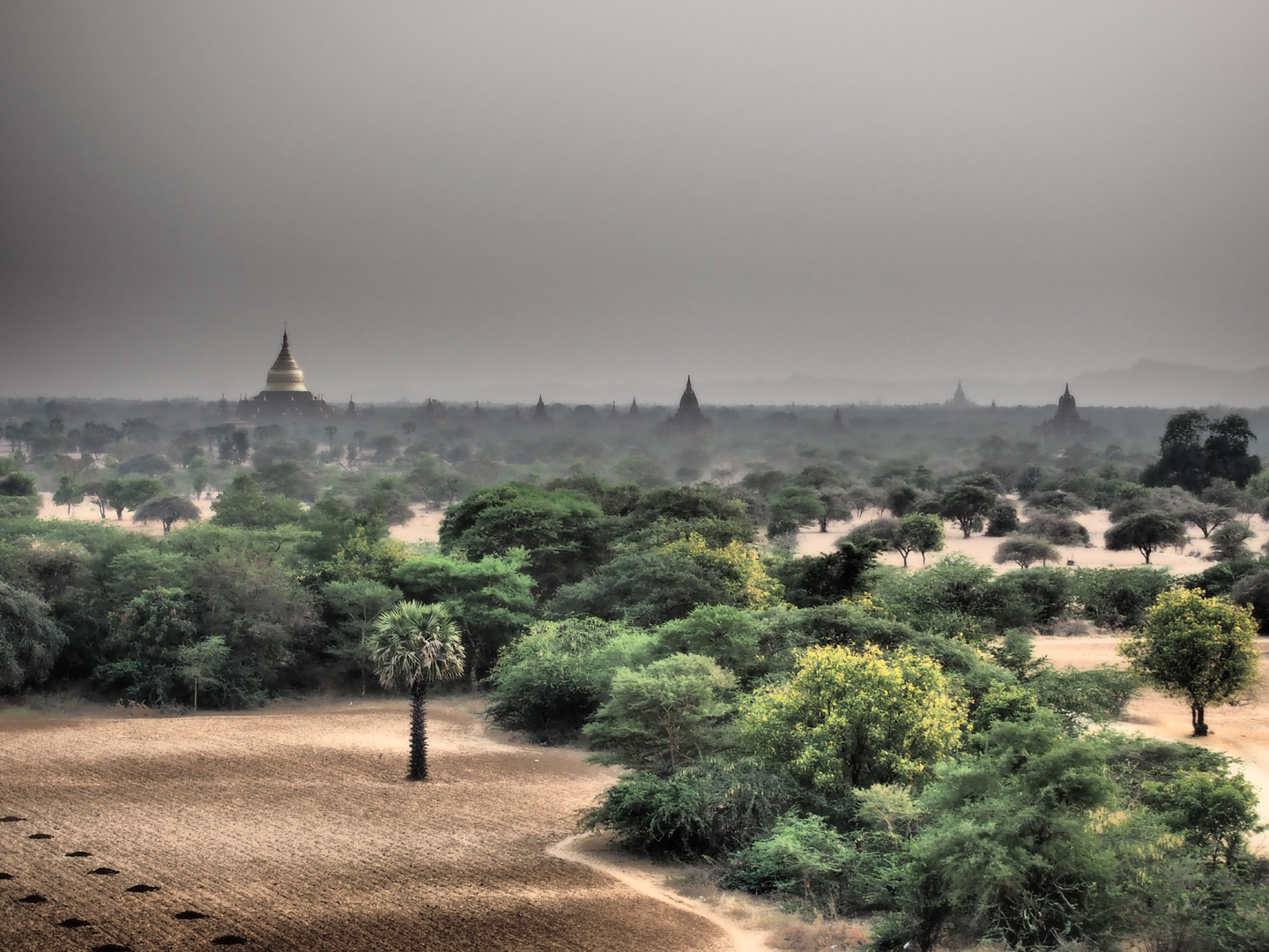 foresta di stupa