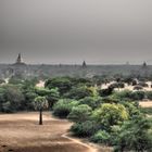 foresta di stupa