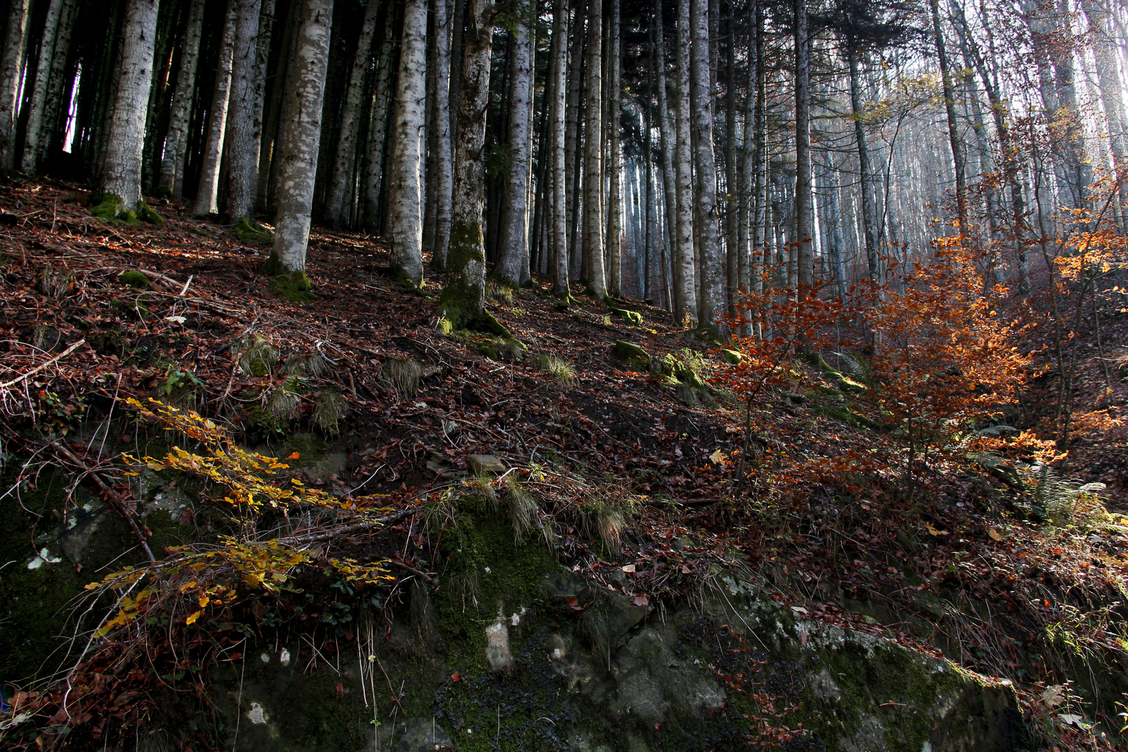 Foresta di Vallombrosa