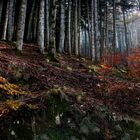 Foresta di Vallombrosa