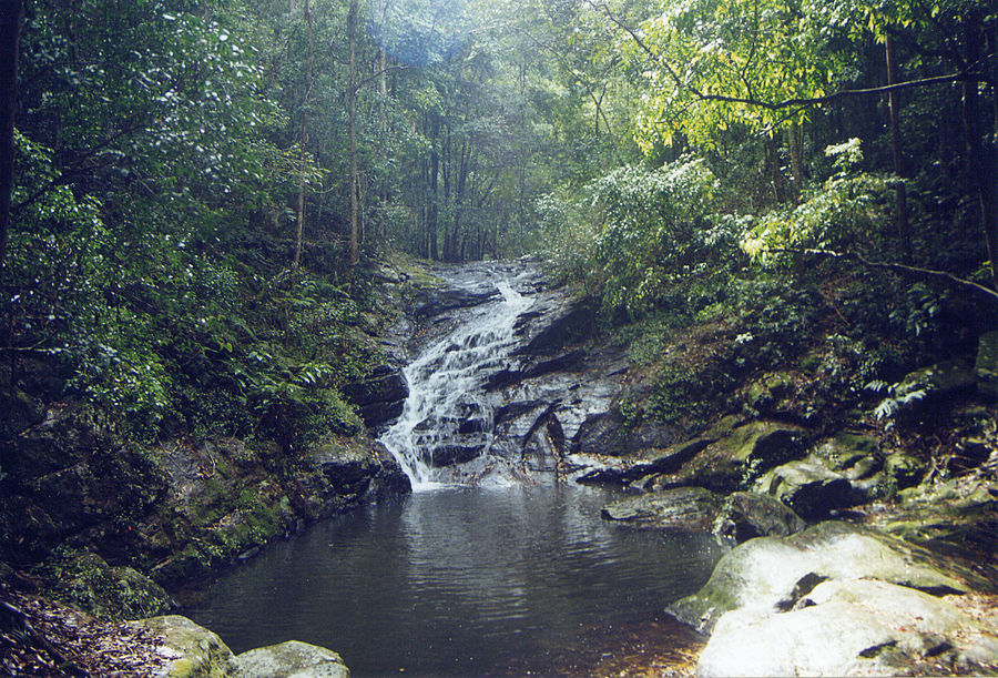 Foresta fluviale