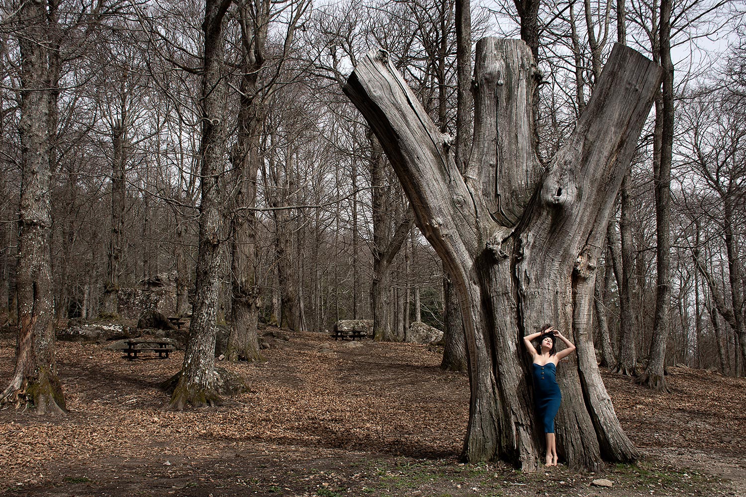 Foresta incantata