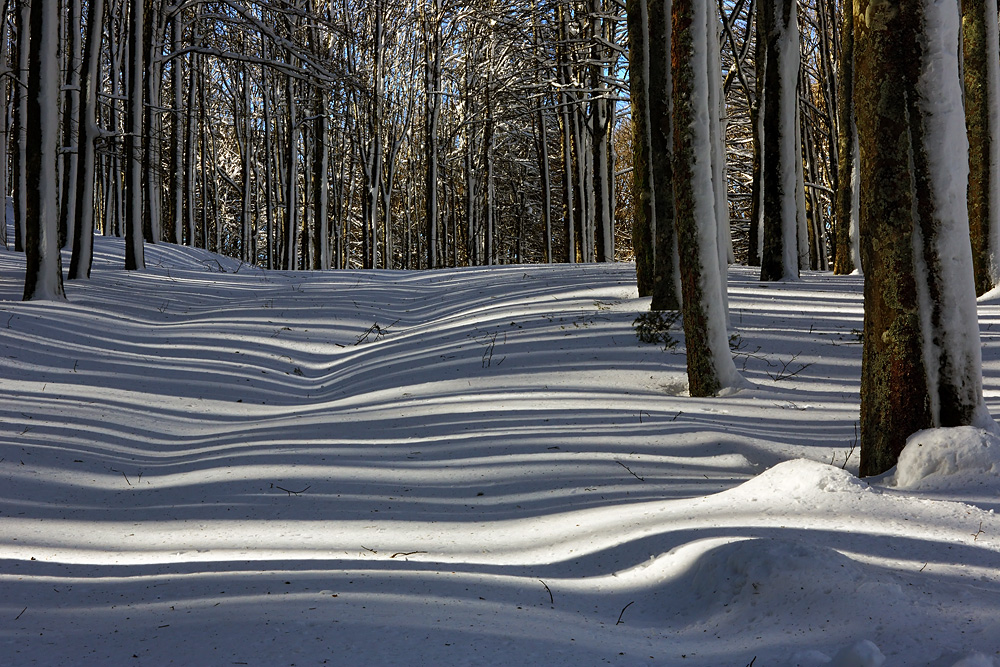 Foresta Invernale