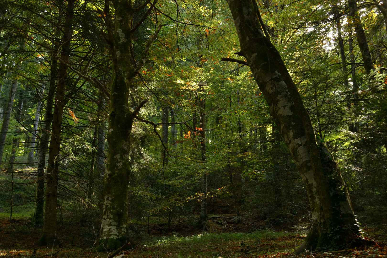 Foresta lussureggiante (Monti delle Serre, Calabria)