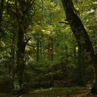 Foresta lussureggiante (Monti delle Serre, Calabria)