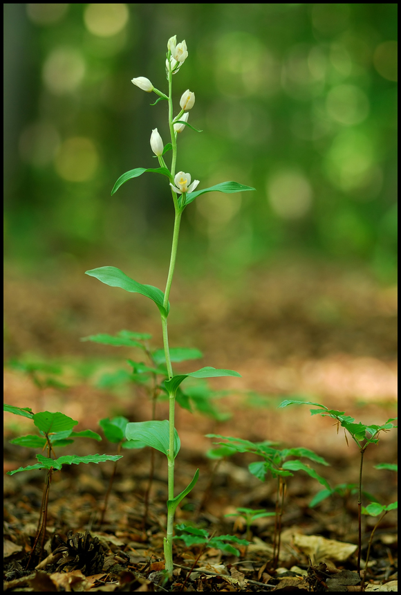 *** Forestbeauty ***