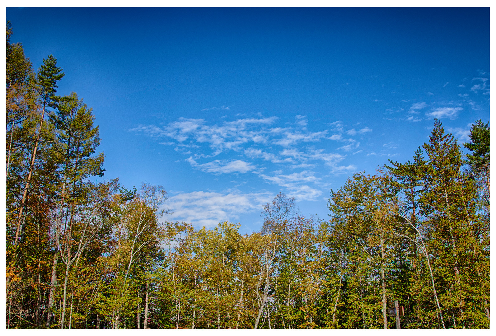 Forest&Blue sky