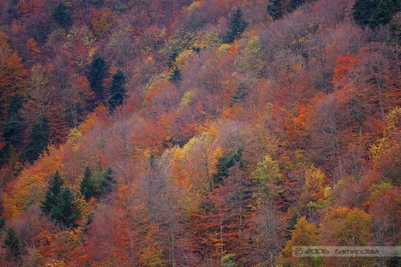 Foreste Casentinesi #1