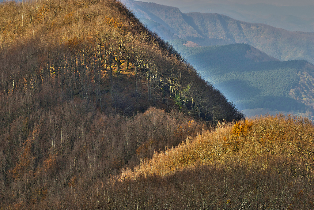 foreste casentinesi 3