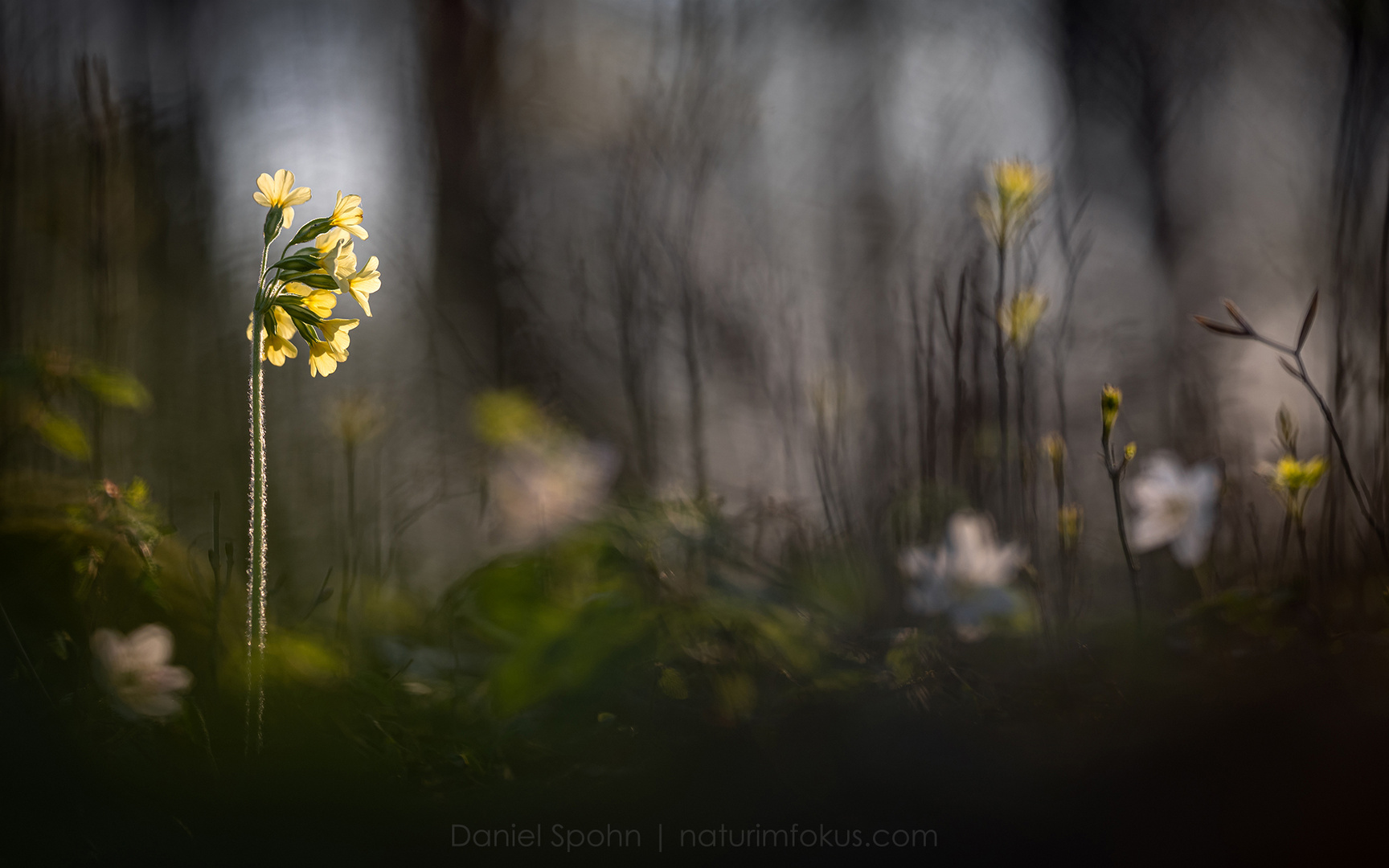 forestfloor springtime