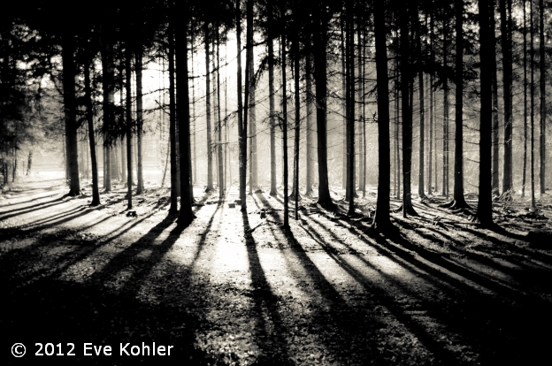 forest'in black and white