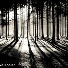 forest'in black and white