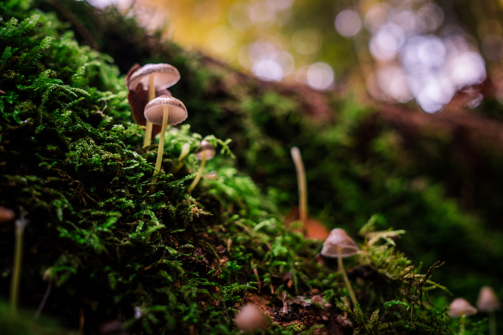 Forest_mushrooms