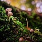 Forest_mushrooms