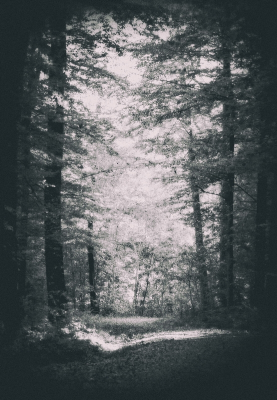 forestwalk