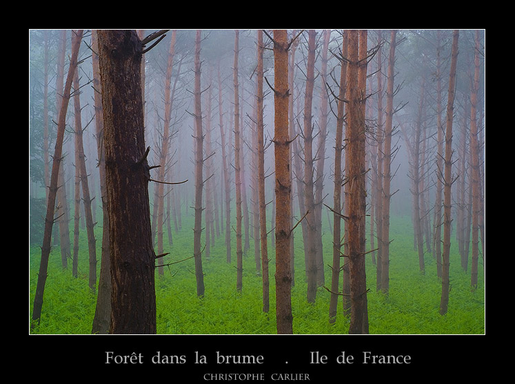 Foret dans la brume!