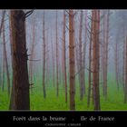 Foret dans la brume!