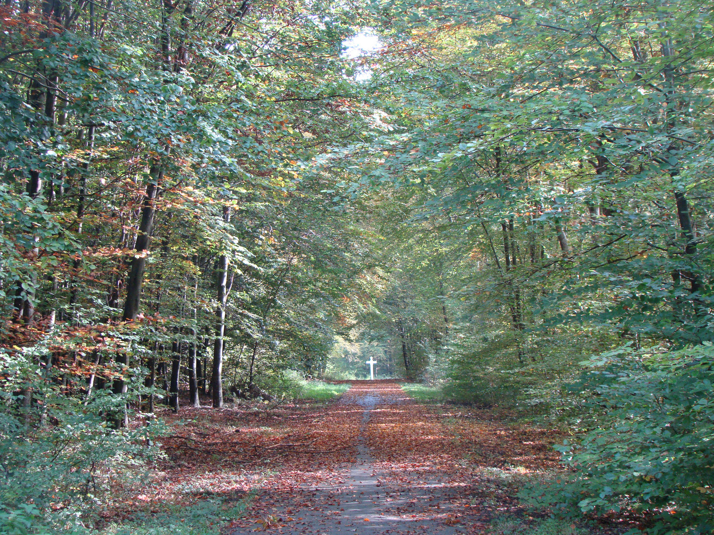 FORET DE COMPIEGNE