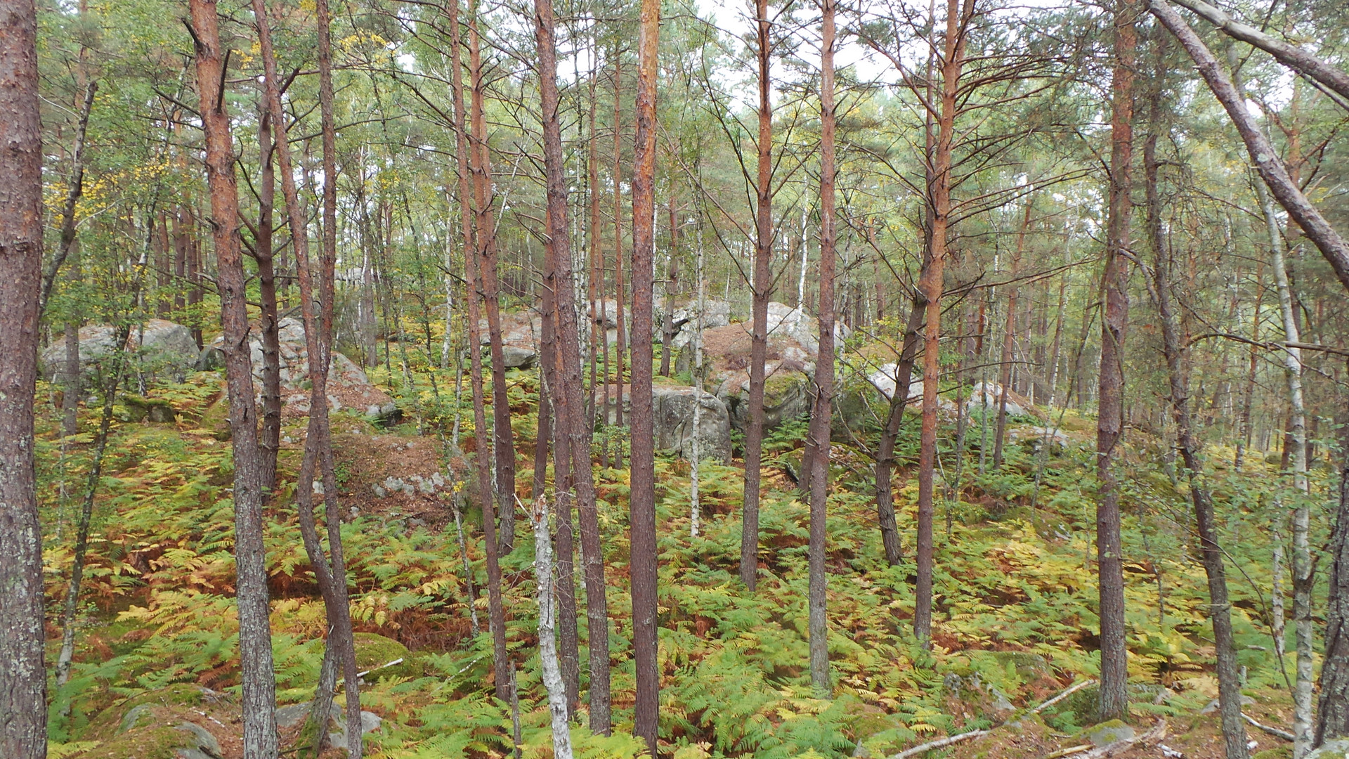 Foret de Fontainebleau